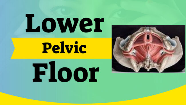 Lower Pelvic Floor